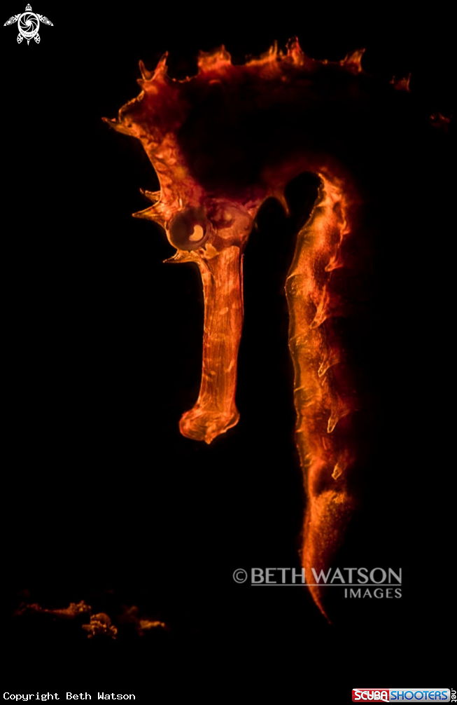 A Seahorse