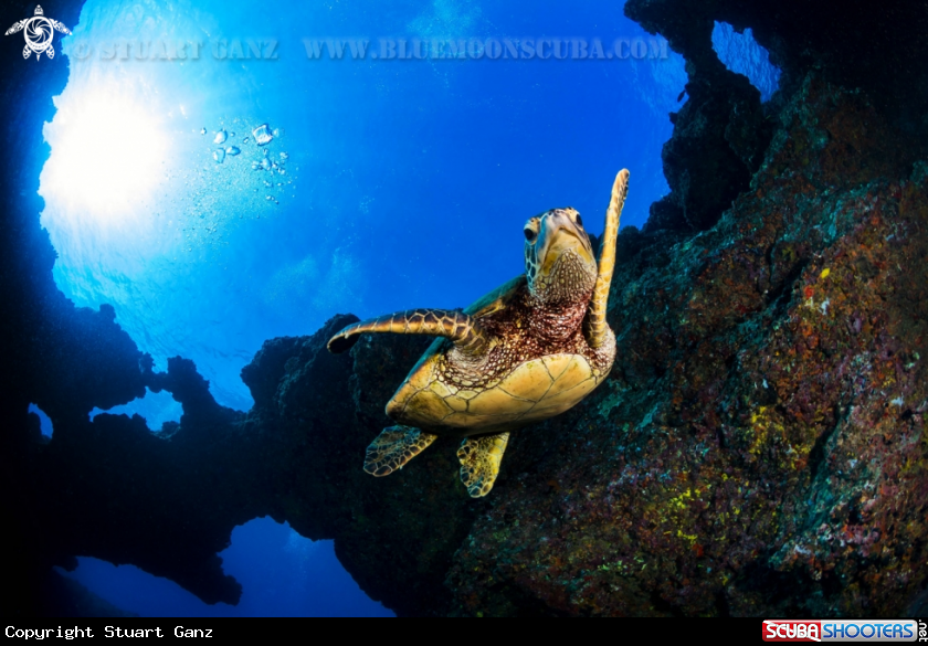 A Green sea turtle
