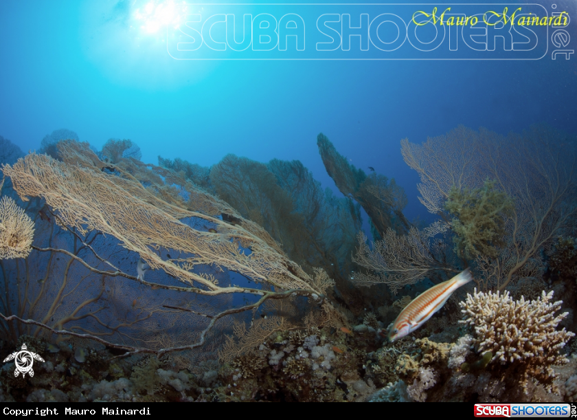A Red sea panorama