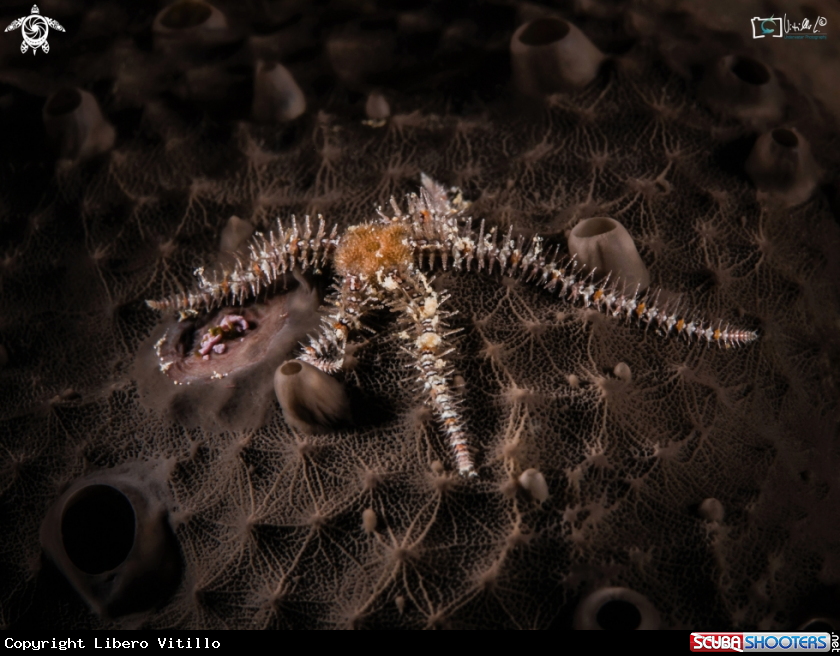 A stella serpente