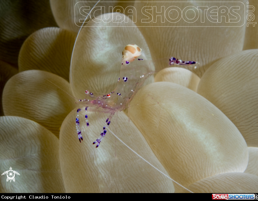 A Periclimenes Sarasvati