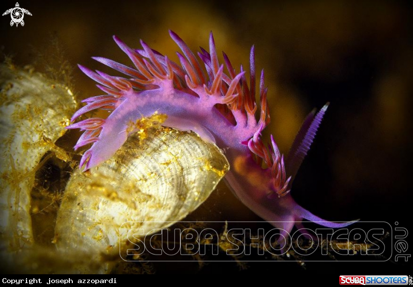 A underwater creature