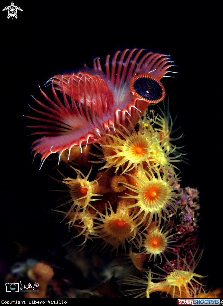 A serpula