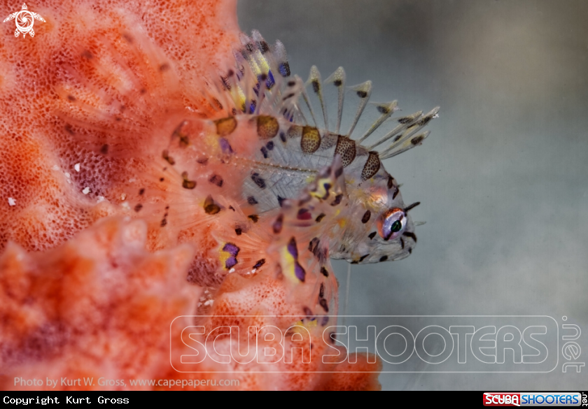 A Lion Fish juv.