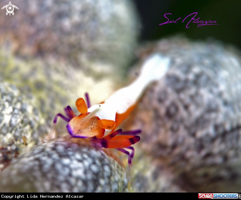 A Emperor Shrimp 