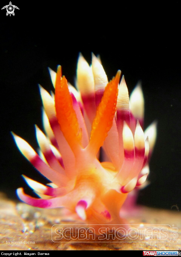 A Flabellina expotata 