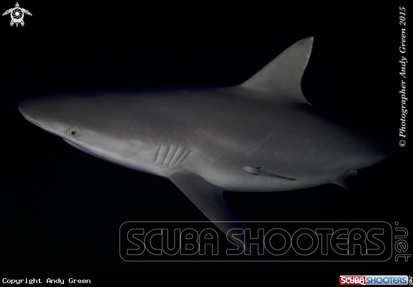 A Grey Reef Shark