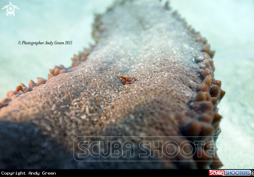 A Emperor Shrimp