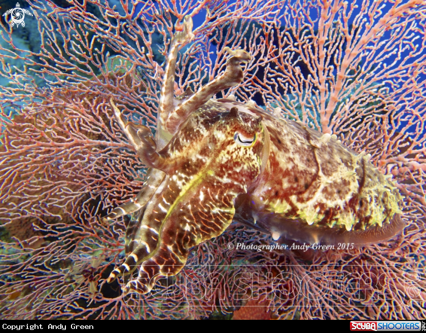A Broadclub Cuttlefish 