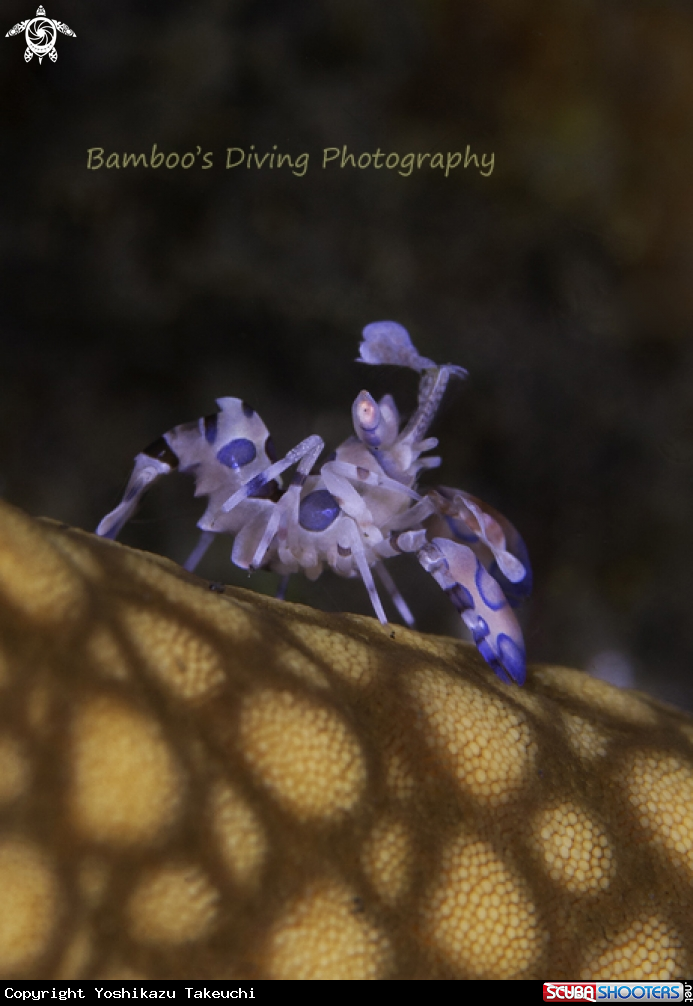 A underwater creature