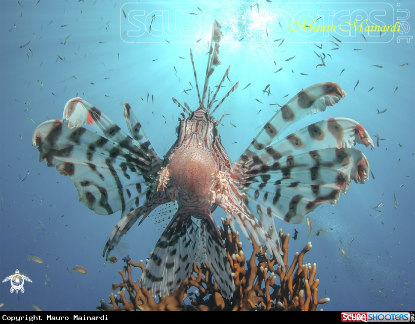 A Lionfish