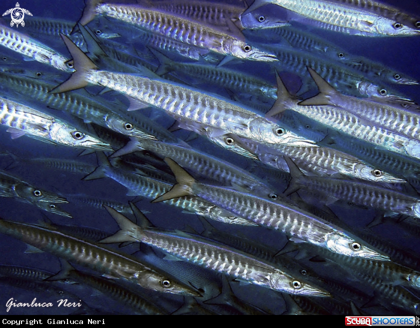 A Barracuda