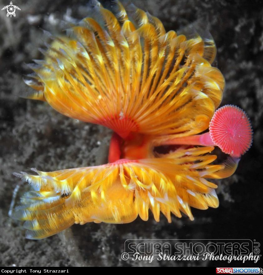 A Fan worm