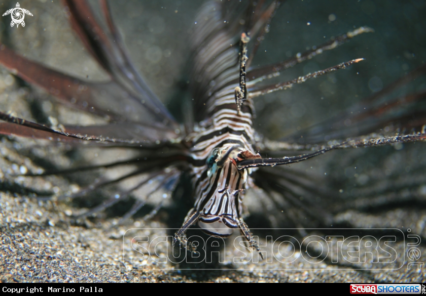 A Lion Fish