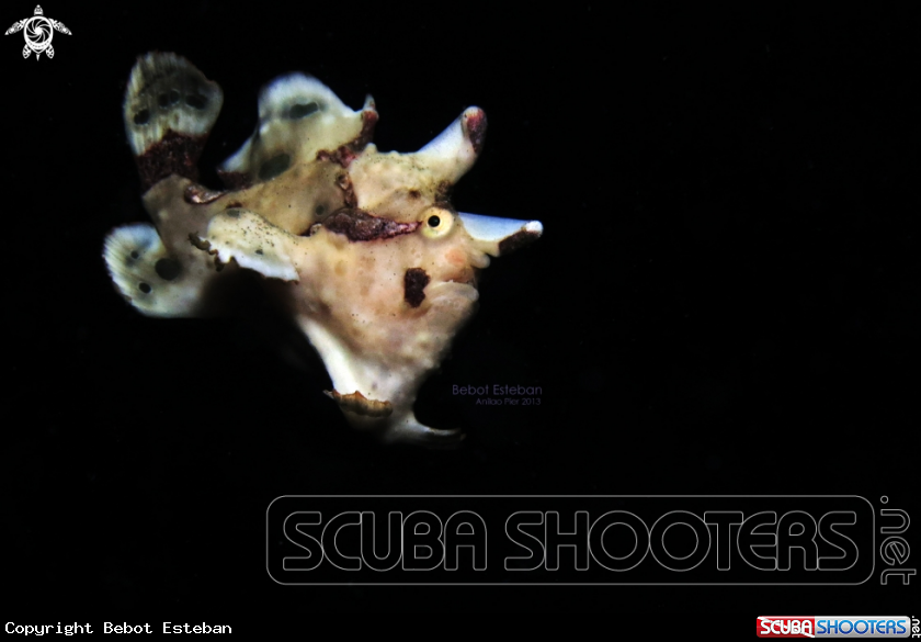 A Frogfish