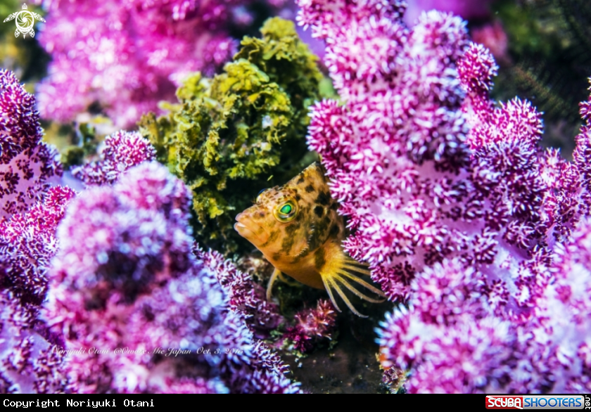A Yellow hawkfish