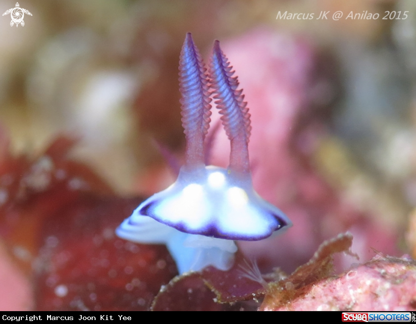 A NudiBrunch