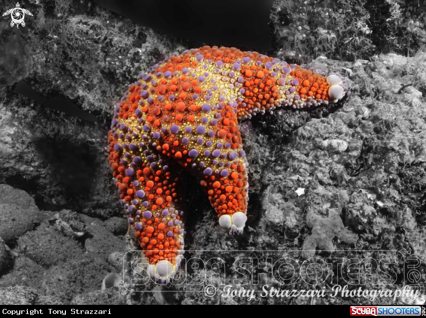A Firebrick Seastar