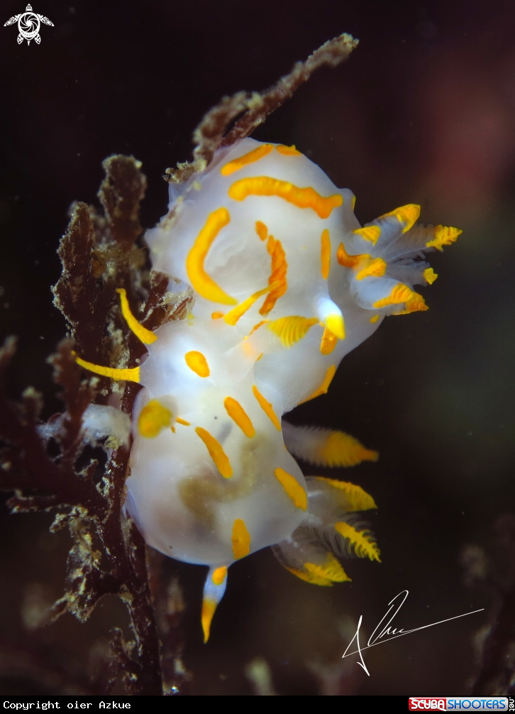 A nudis