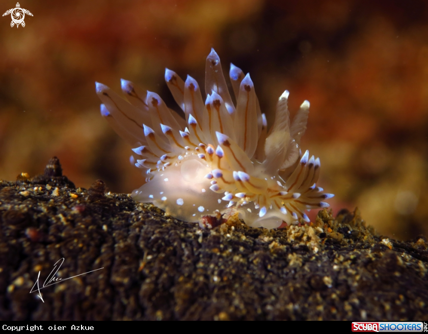 A janolus