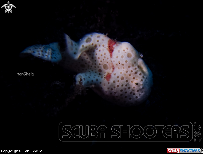A Juv. Frog fish 