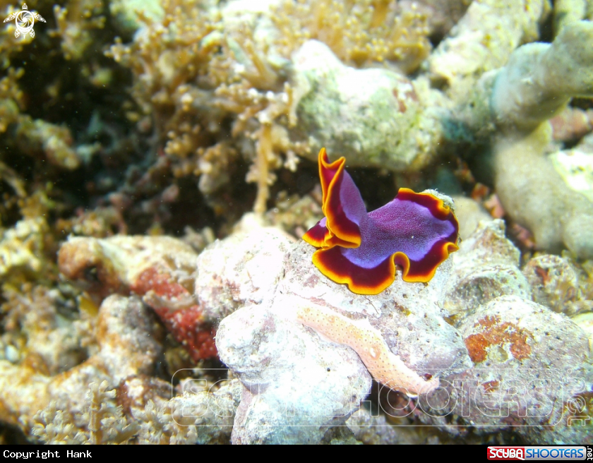A Flatworm