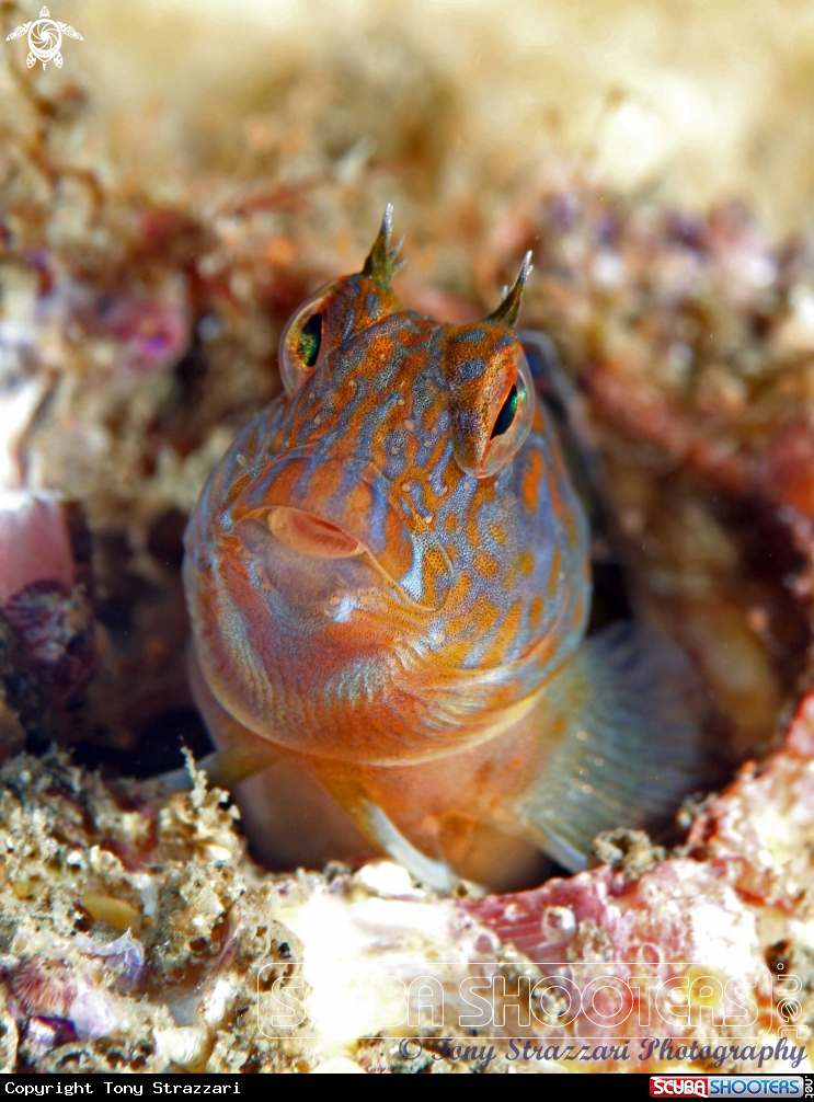 A Horned blenny