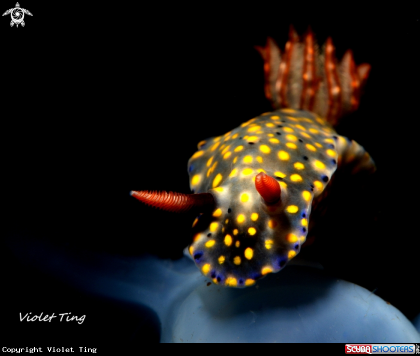 A Nudibranch