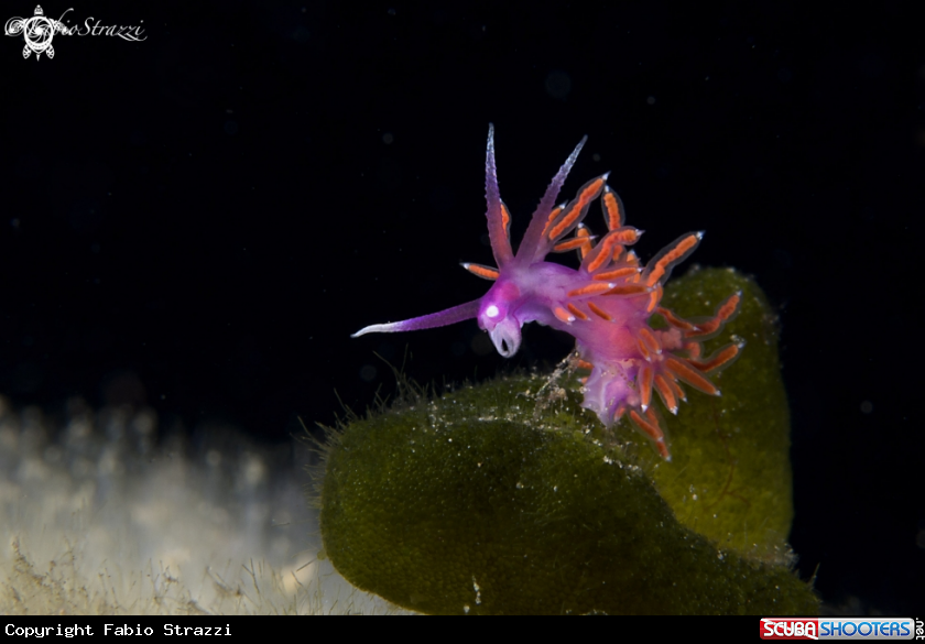 A Flabellina