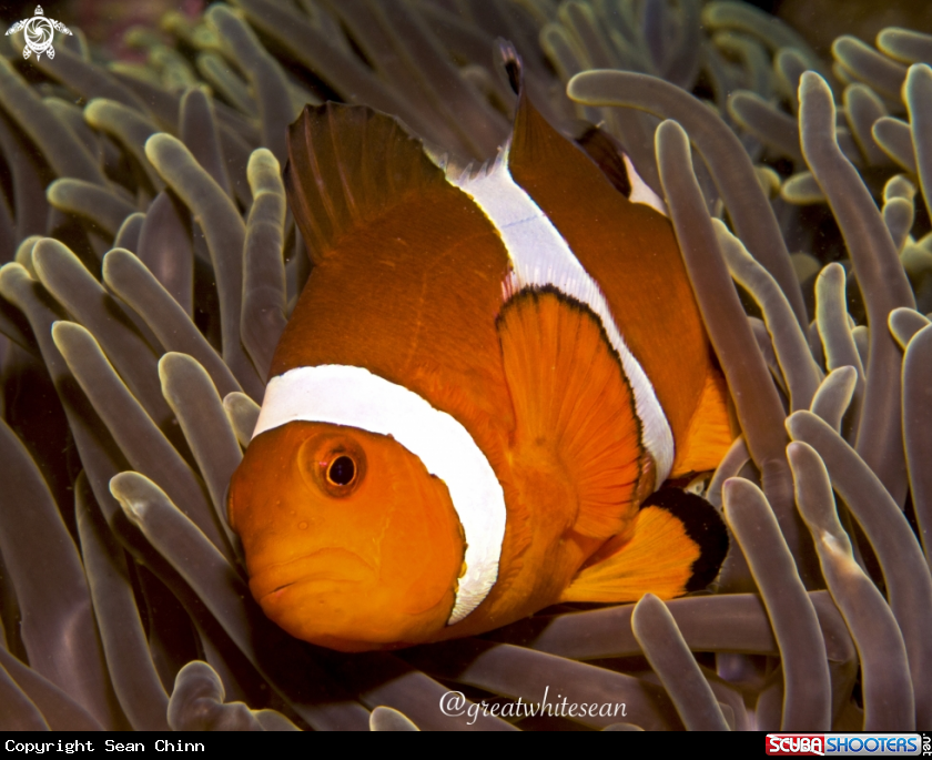 A Clownfish 