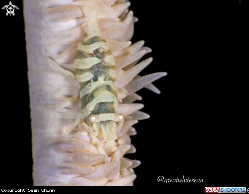 A Whip coral shrimp