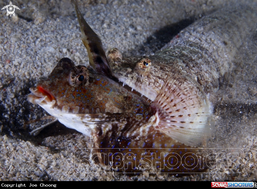 A Lizardfish eating dragonet fish 