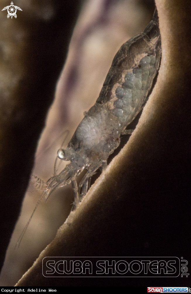 A Glass shrimp
