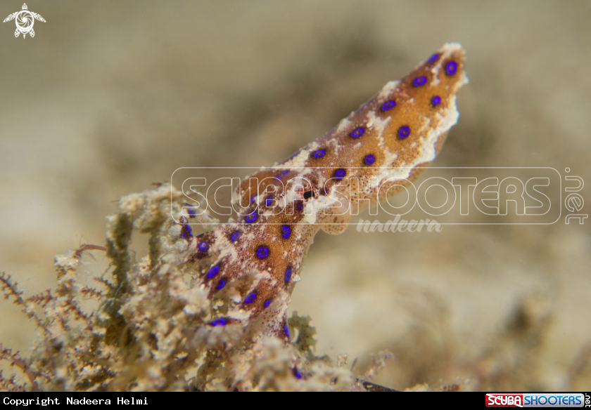 A Blue-ringed Octopus
