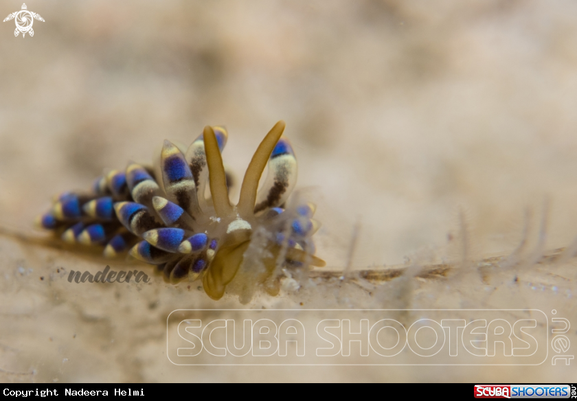 A Nudibranch