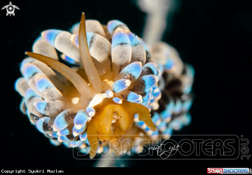 A Nudibranch