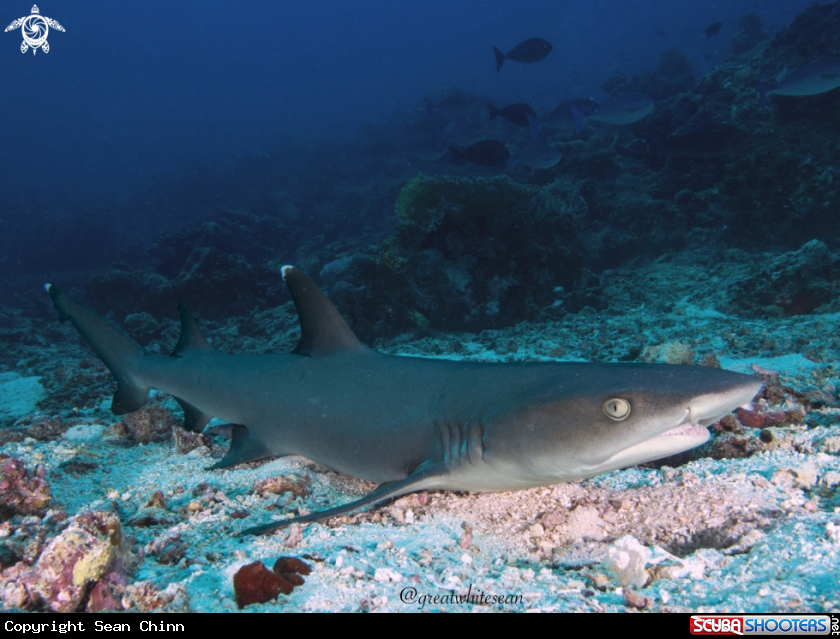 A Whitetip reef shark
