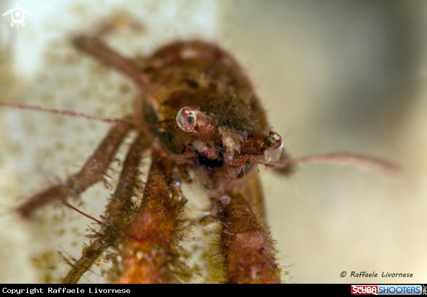 A whip coral lobster