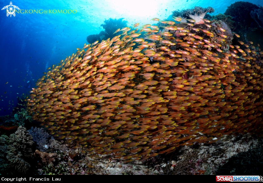 A Cardinal Fish