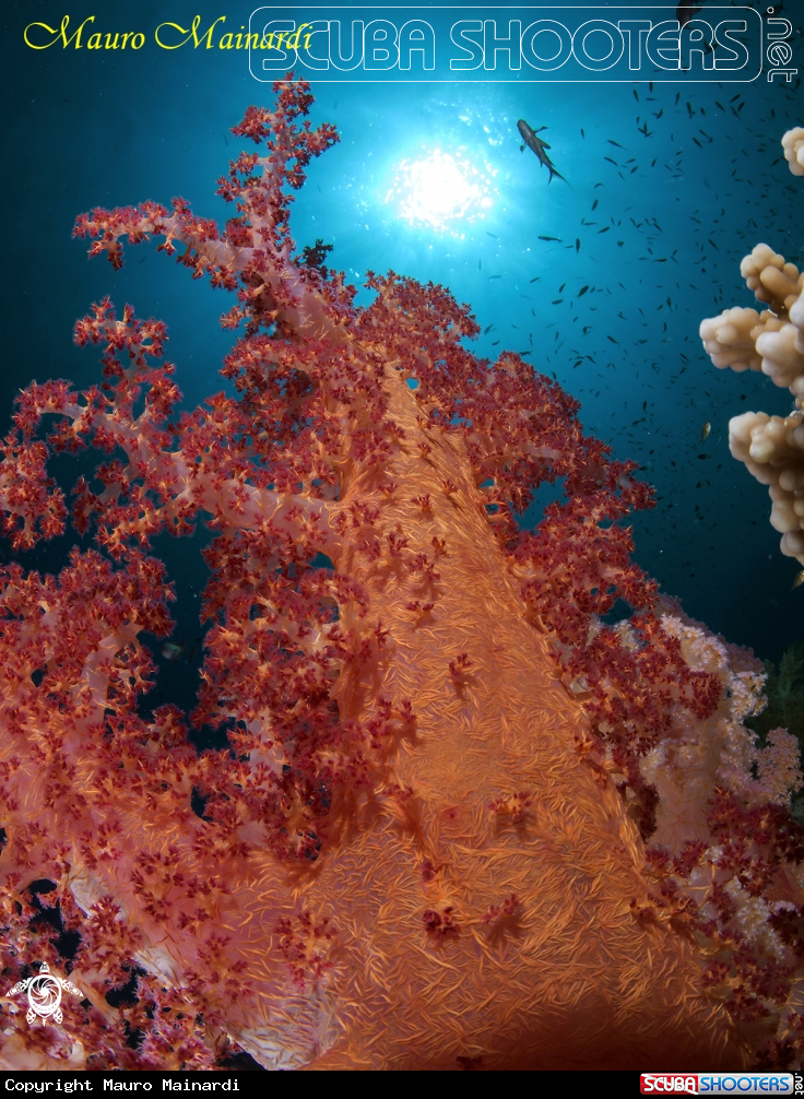 A Soft coral