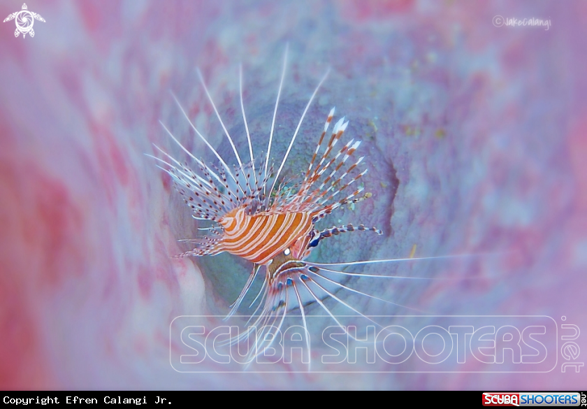 A Lion fish