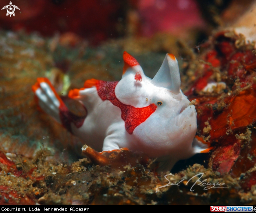 A Juvenile frogfish