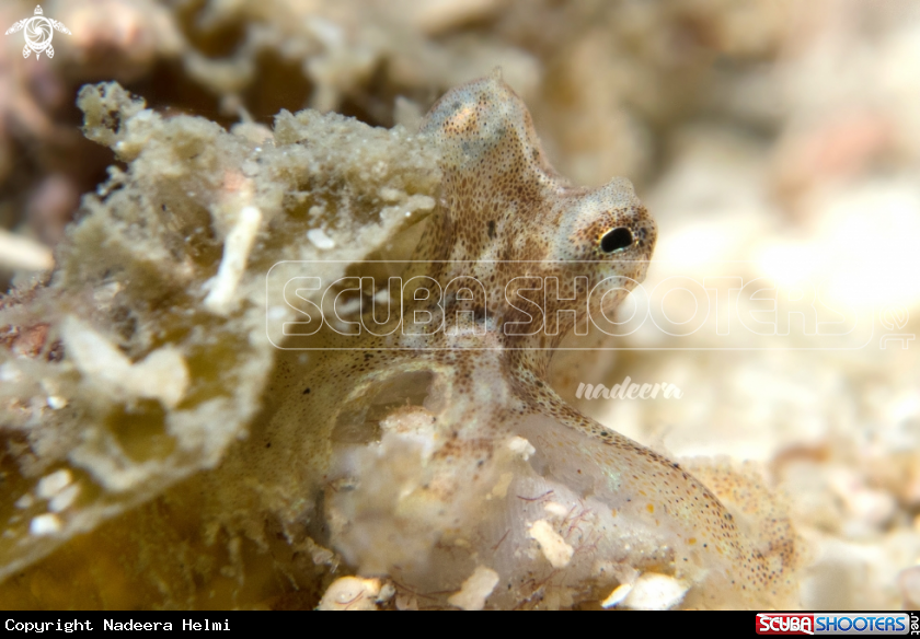 A Octopus