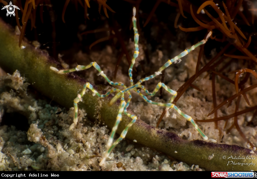 A Sea Spider