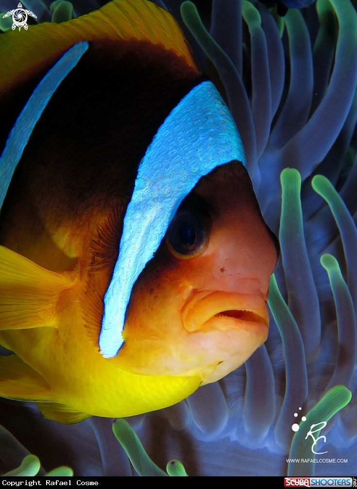 A underwater creature