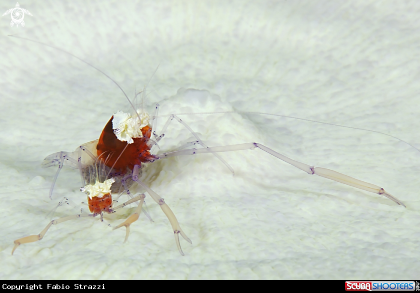 A Popcorn shrimps
