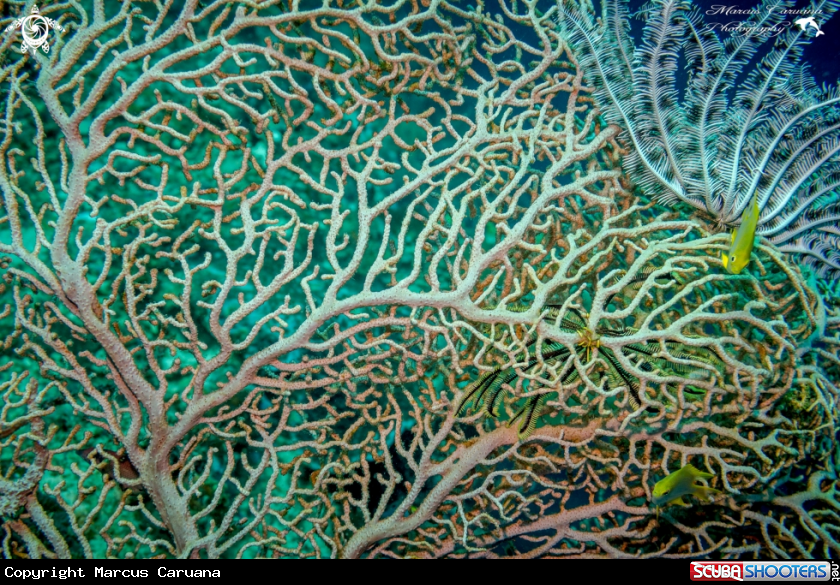 A Corals