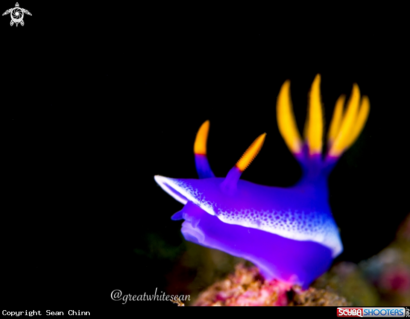 A Nudibranch