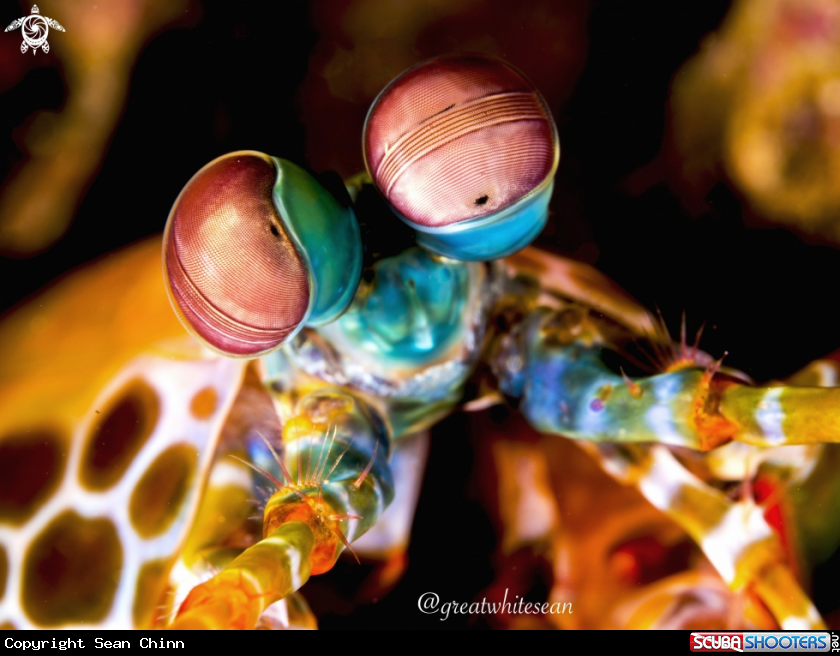 A Peacock Mantis Shrimp