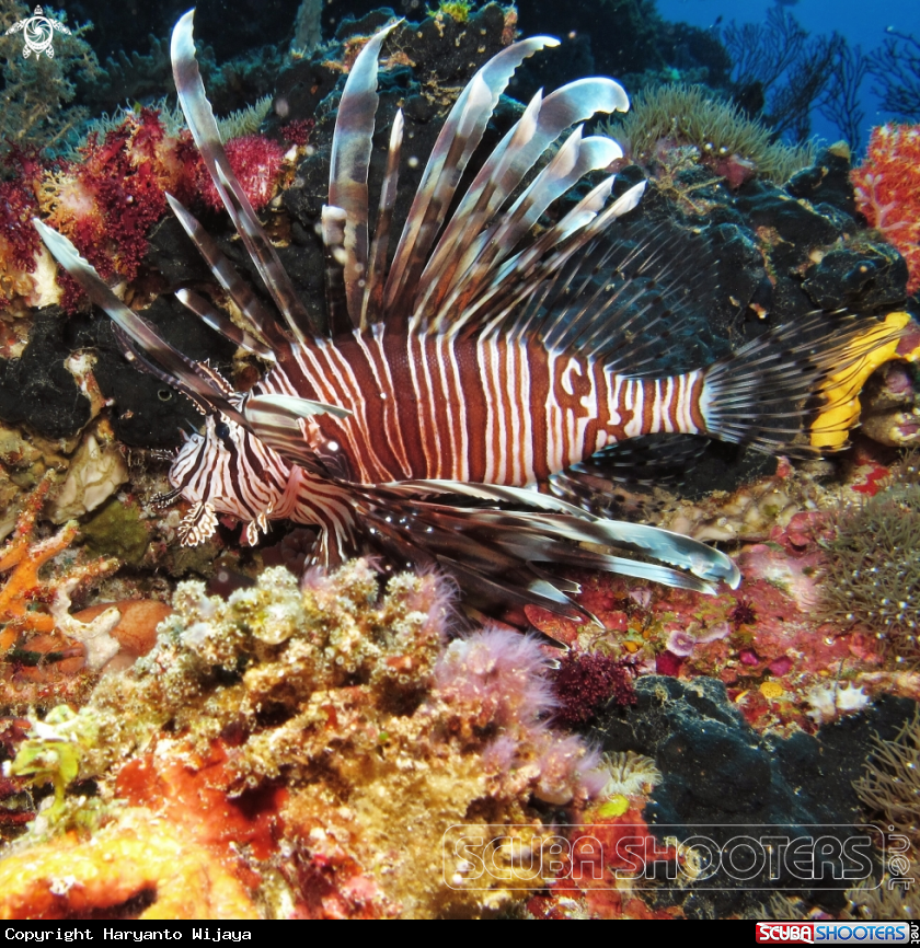 A Lion fish